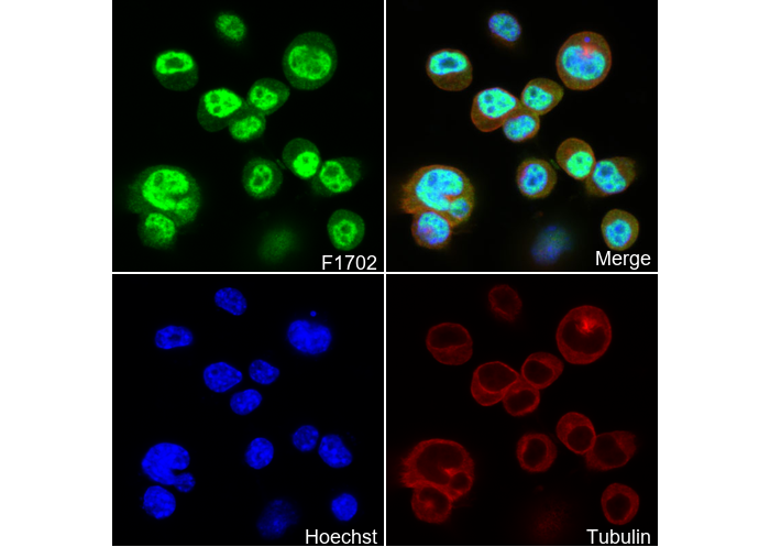 Musashi 1 / Msi1 Antibody