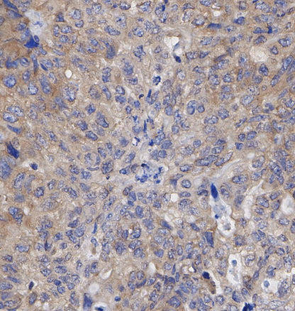 Musashi 1 / Msi1 Antibody