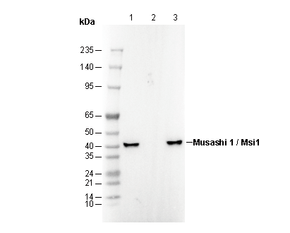 Musashi 1 / Msi1 Antibody