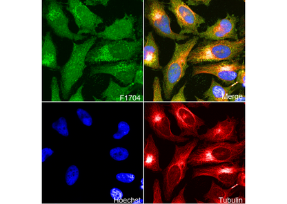 Syntenin Antibody