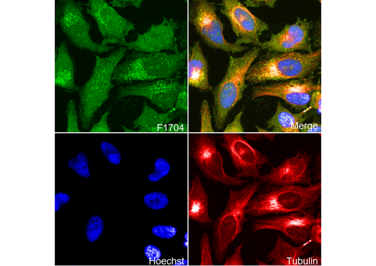 Syntenin Antibody
