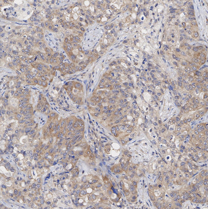 Syntenin Antibody