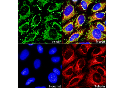 Mitochondria Antibody