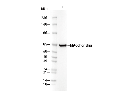 Mitochondria Antibody