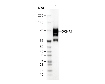 GCNA1 Antibody