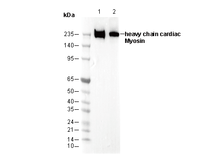 heavy chain cardiac Myosin Antibody