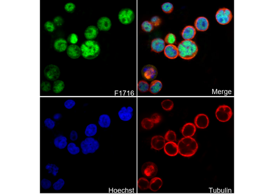 Phospho-ERK1/ERK2 (T202/185) Antibody
