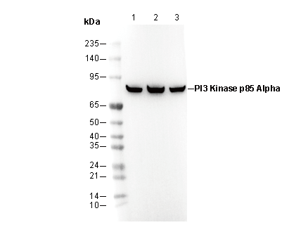 PI3 Kinase p85α Antibody