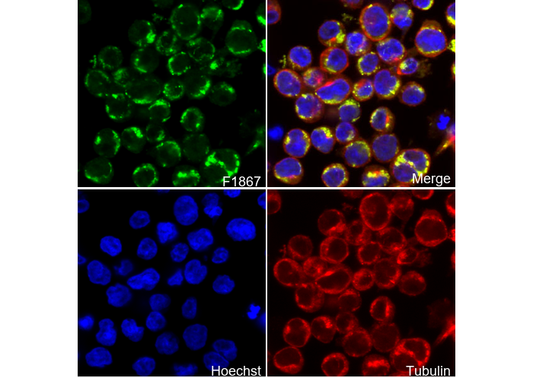 TICAM-1(TRIF) Antibody