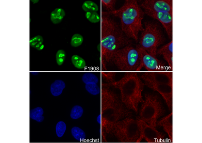 NPM1 Antibody