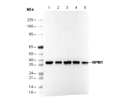 NPM1 Antibody
