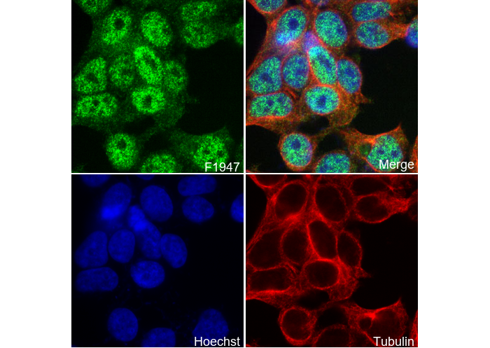 CtBP1 Antibody