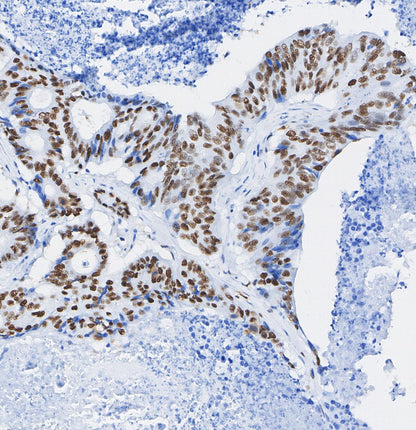 CtBP1 Antibody