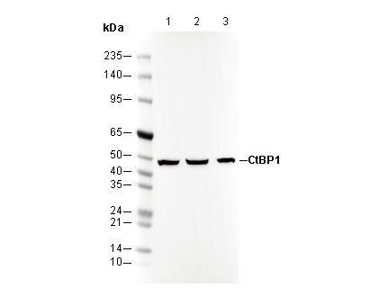 CtBP1 Antibody