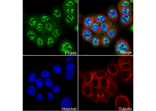 Phospho-cdc25C (Thr48) Antibody