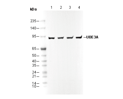 UBE3A Antibody