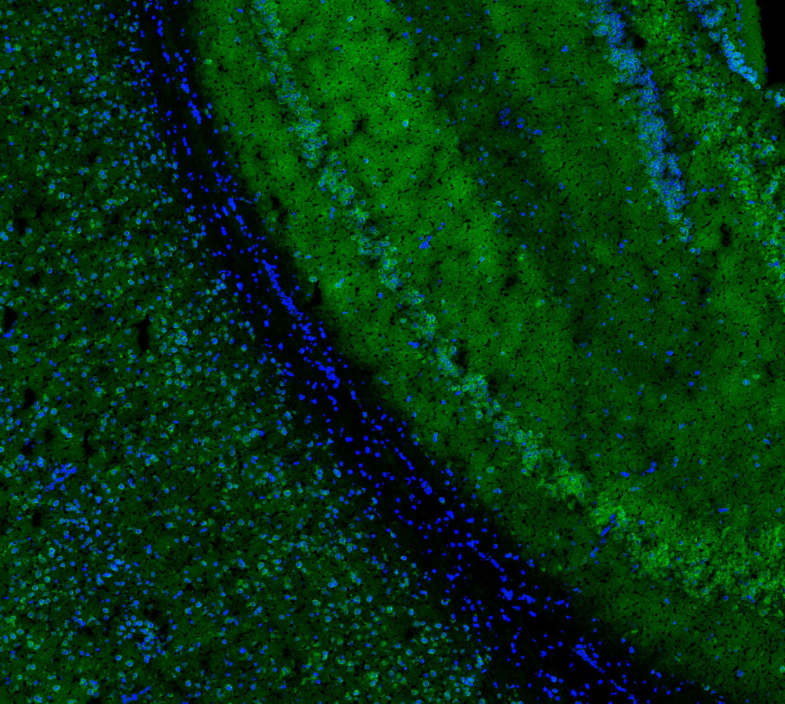 NSF Antibody