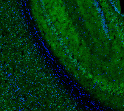 NSF Antibody