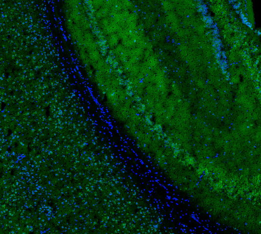 NSF Antibody