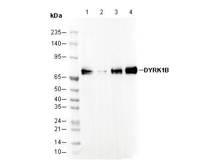 DYRK1B Antibody