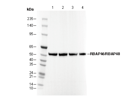 RBAP46/RBAP48 Antibody