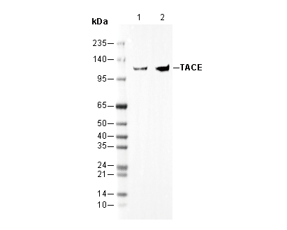 TACE Antibody
