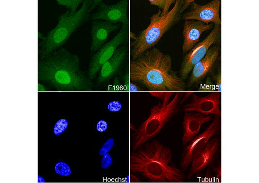 HMGN2 Antibody