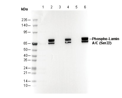 Phospho-Lamin A/C (Ser22) Antibody