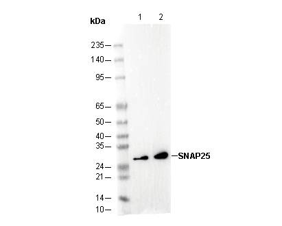 SNAP25 Antibody