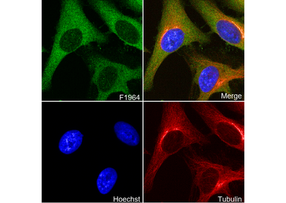 SHIP2 Antibody