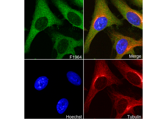 SHIP2 Antibody