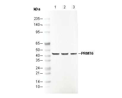 PRMT6 Antibody