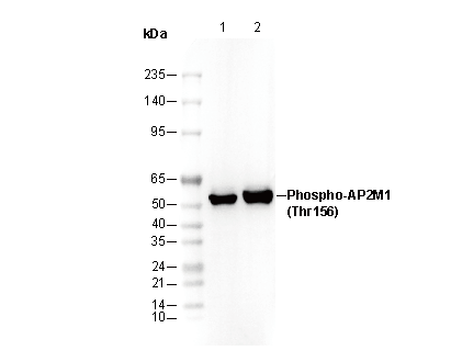 Phospho-AP2M1 (Thr156) Antibody