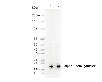 α/β Synuclein Antibody
