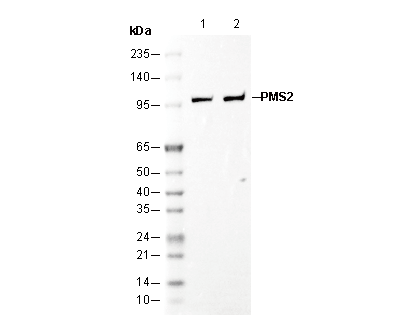 PMS2 Antibody