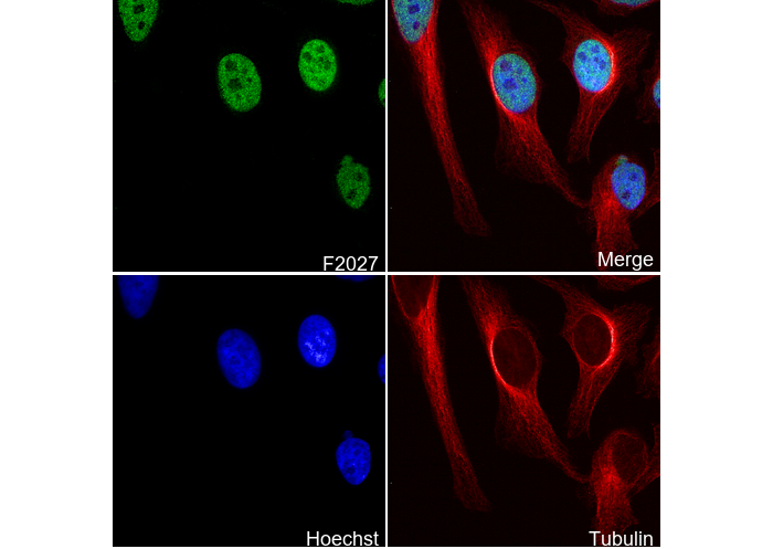 DGCR8 Antibody