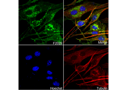 Junctional Adhesion Molecule 1/JAM-A Antibody