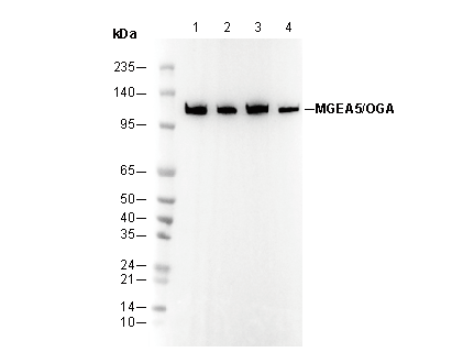 MGEA5/OGA Antibody