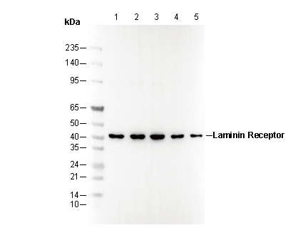 Laminin Receptor Antibody