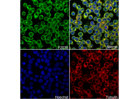 Prolactin Receptor/PRL-R Antibody