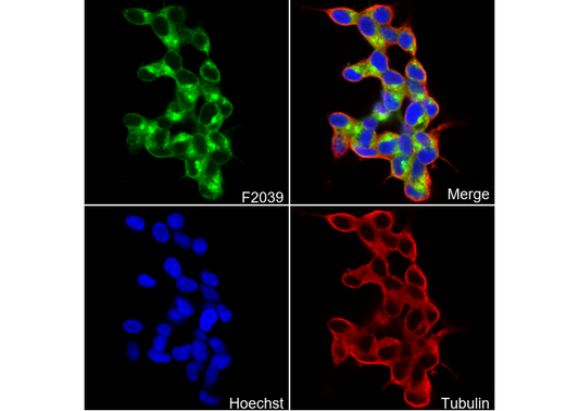 PRKAR2B Antibody