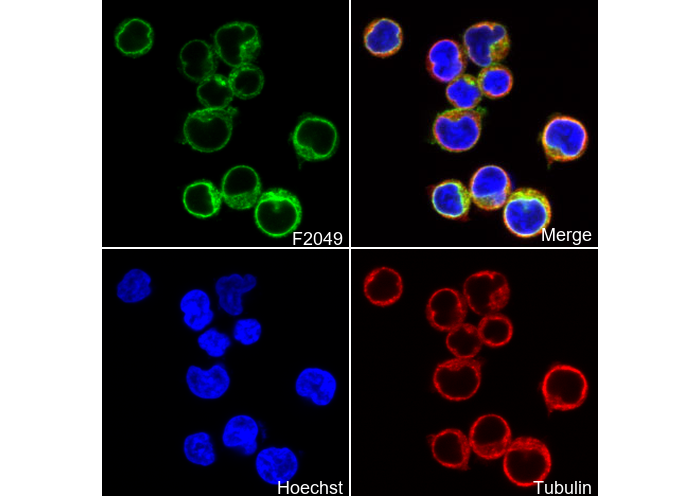 CD3G Antibody