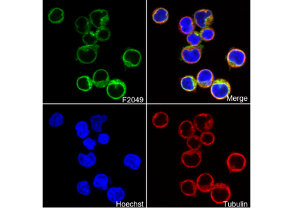CD3G Antibody