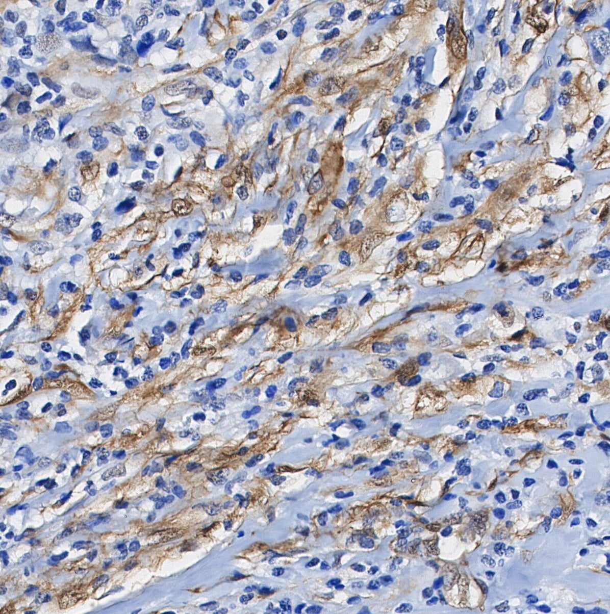 CD3G Antibody
