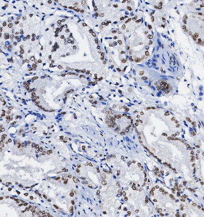 EGR2 Antibody