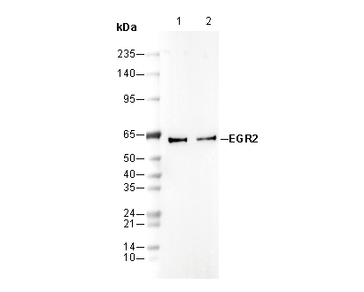 EGR2 Antibody