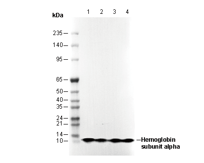 Hemoglobin α Antibody