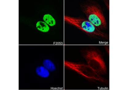 Histone H3.3 Antibody
