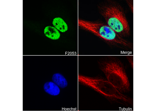 Histone H3.3 Antibody