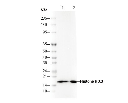 Histone H3.3 Antibody